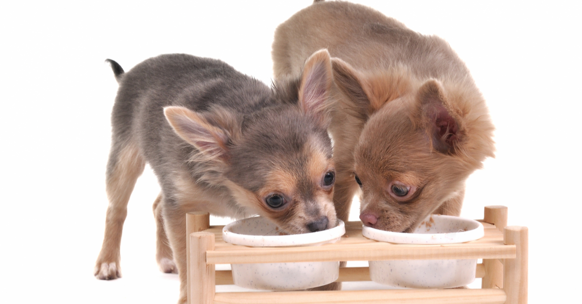 what foods are good for chihuahuas