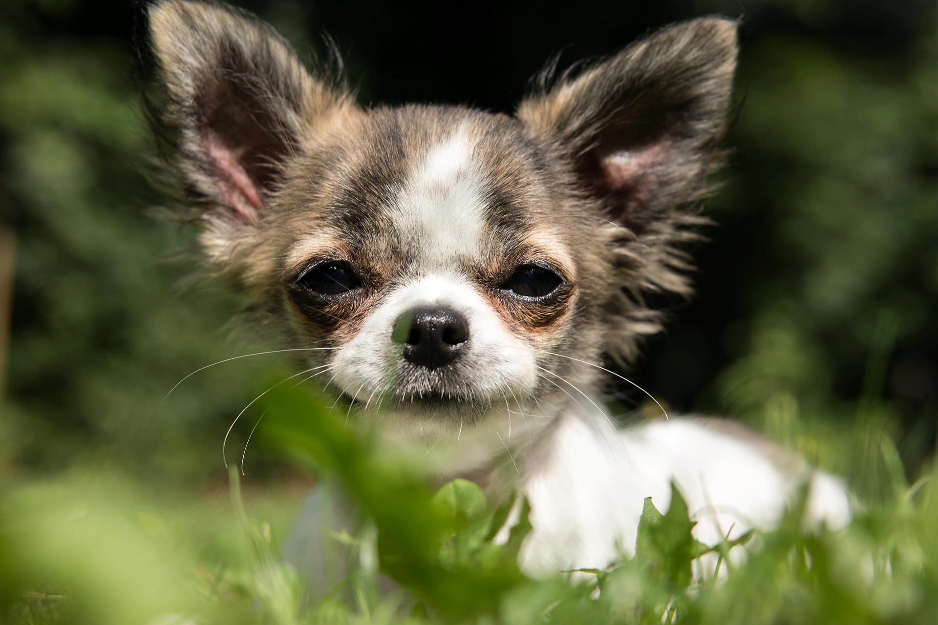 What are chihuahua’s characteristics?