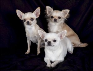 Chihuahuas can have a short smooth coat or have a long fluffy coat.