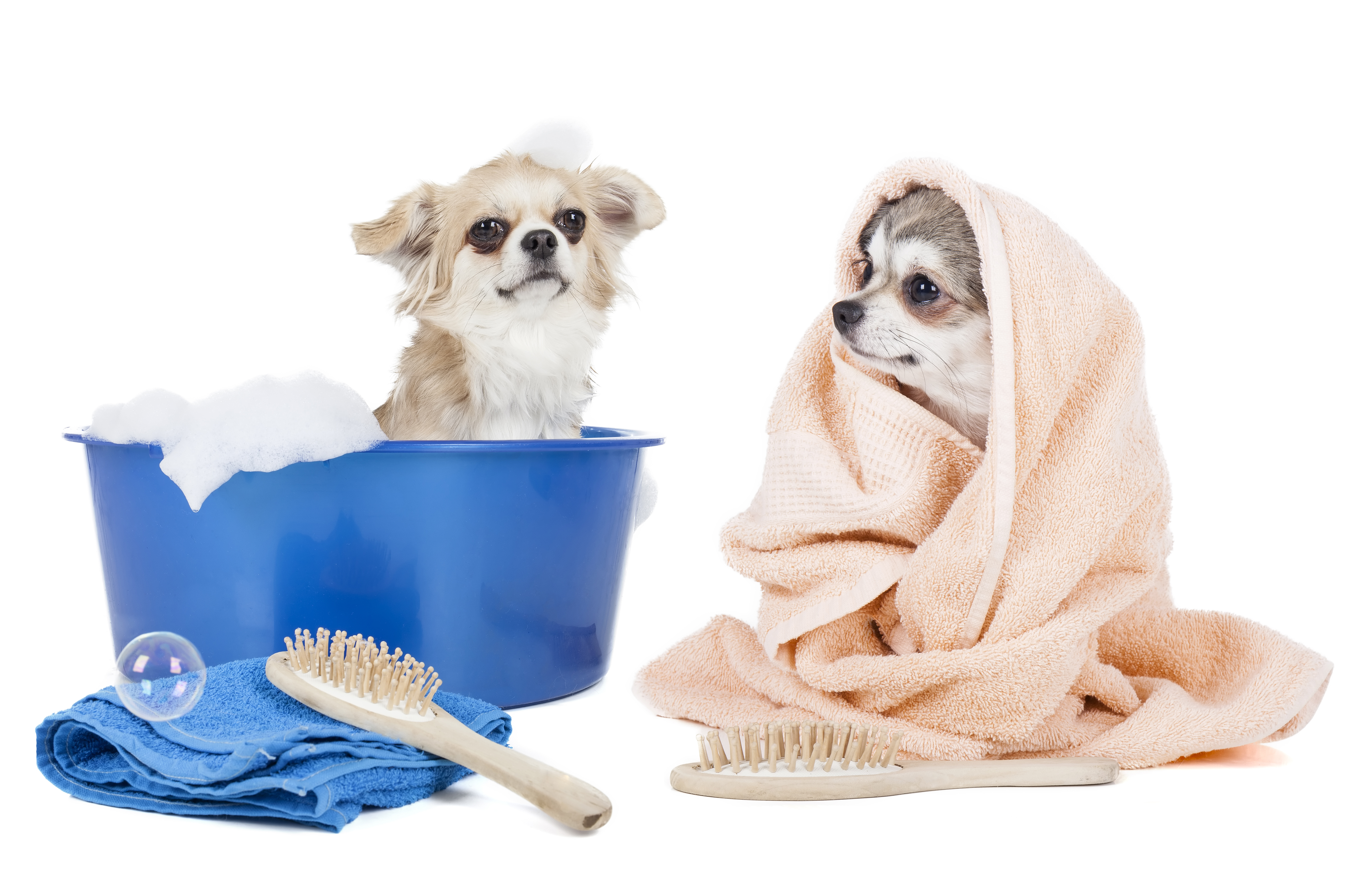 Chihuahua Grooming Keeping your chihuahua looking his best.
