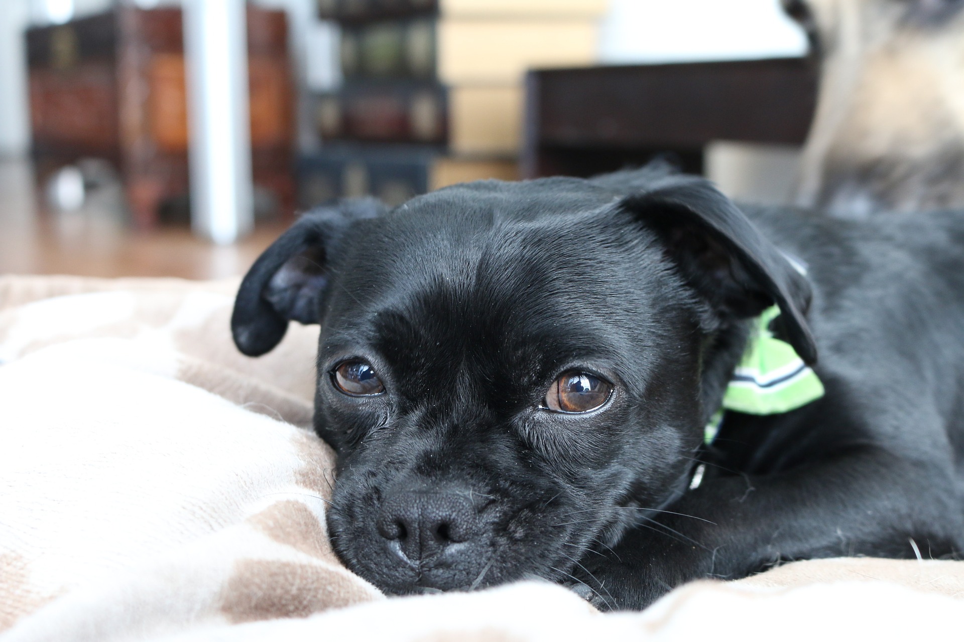 About chihuahua blood