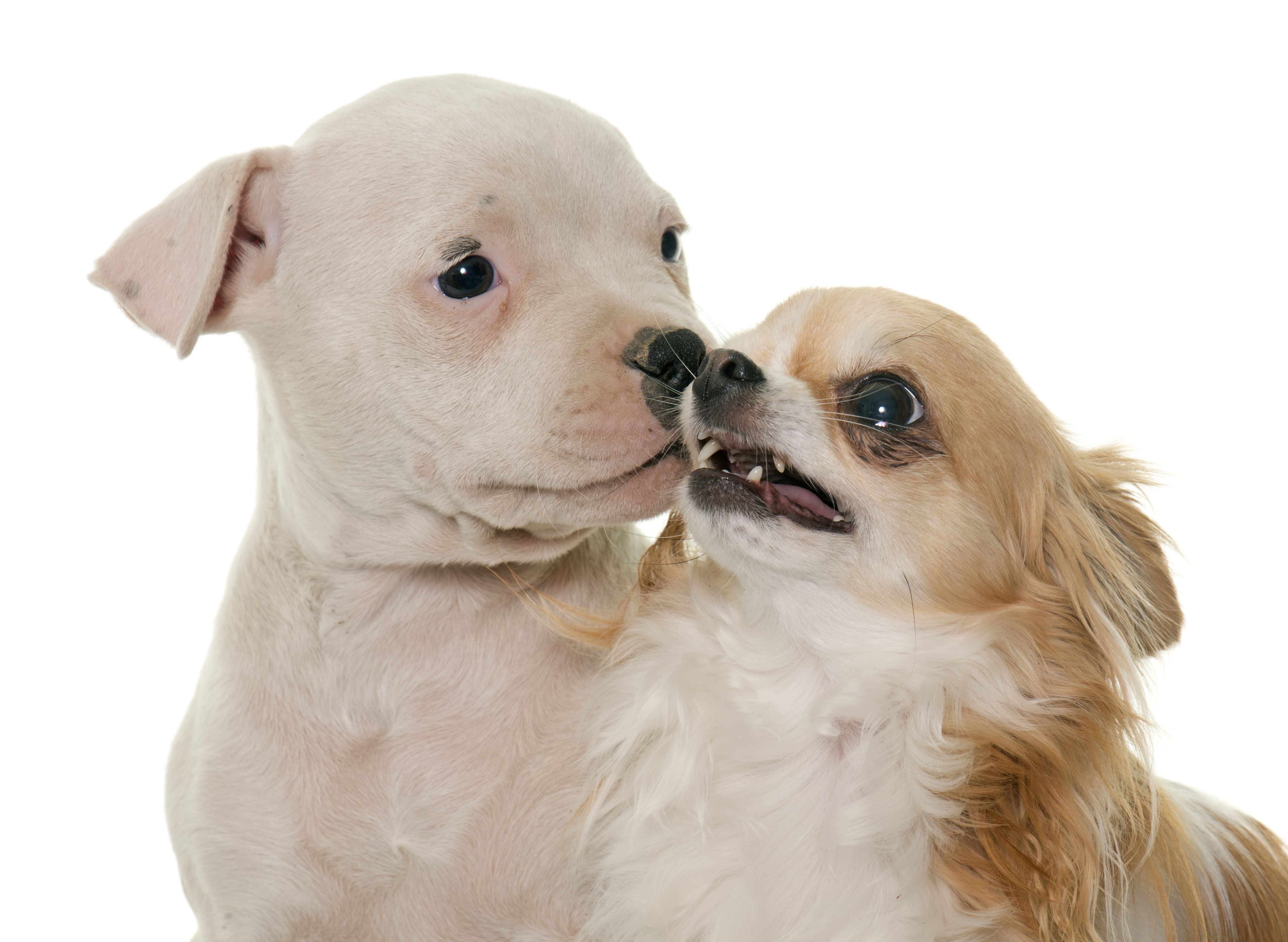 Chihuahua aggression towards other dogs Chihuahua Power