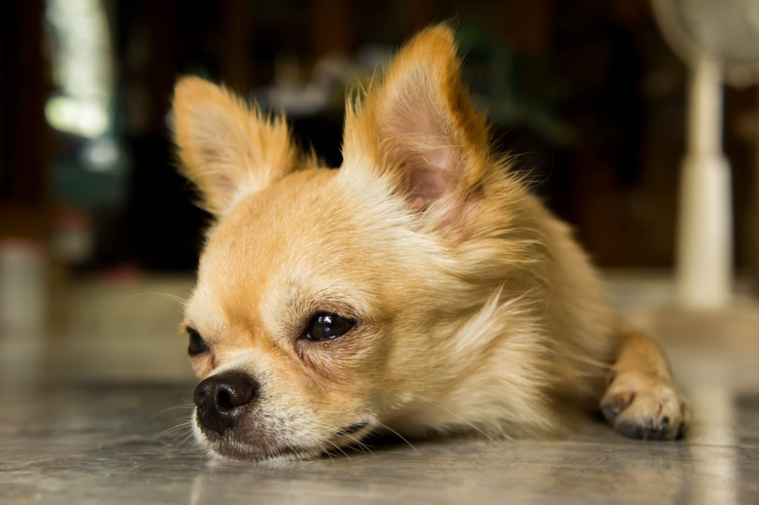 10 Signs Your Chihuahua Is Stressed | Chihuahua School by Chihuahua Power