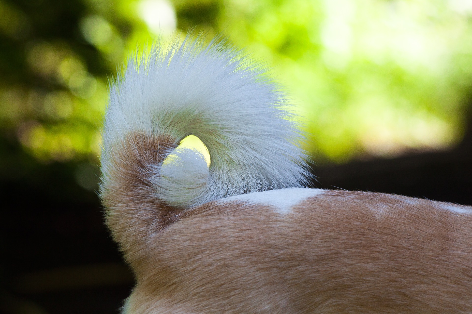 What is your chihuahua’s tail saying?