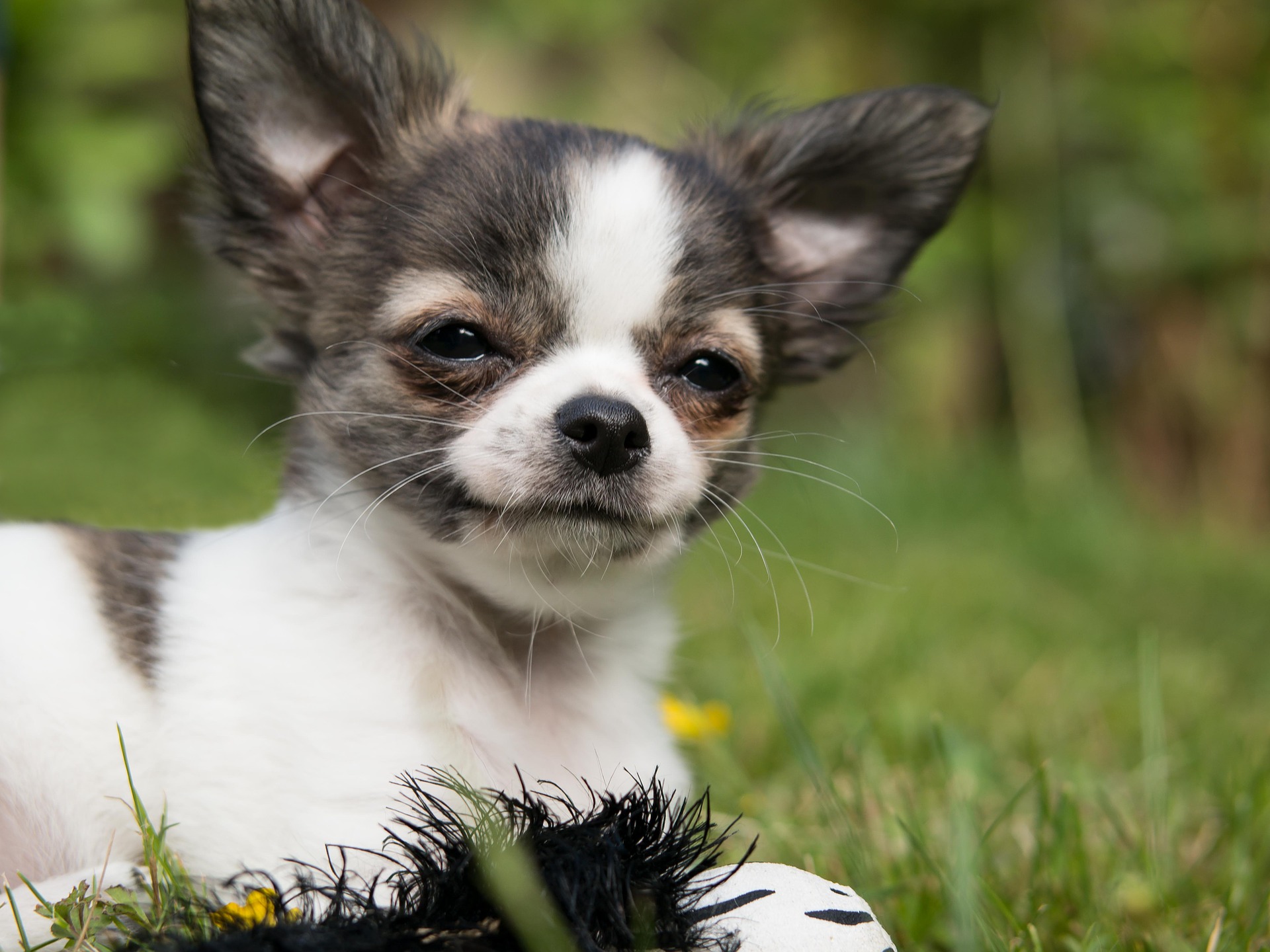 Chihuahua Training: Is Your Chihuahua A Good Citizen?