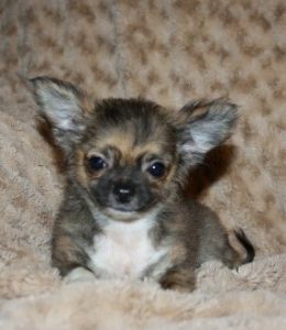 United Colours of Chihuahuas | Chihuahua School by Chihuahua Power