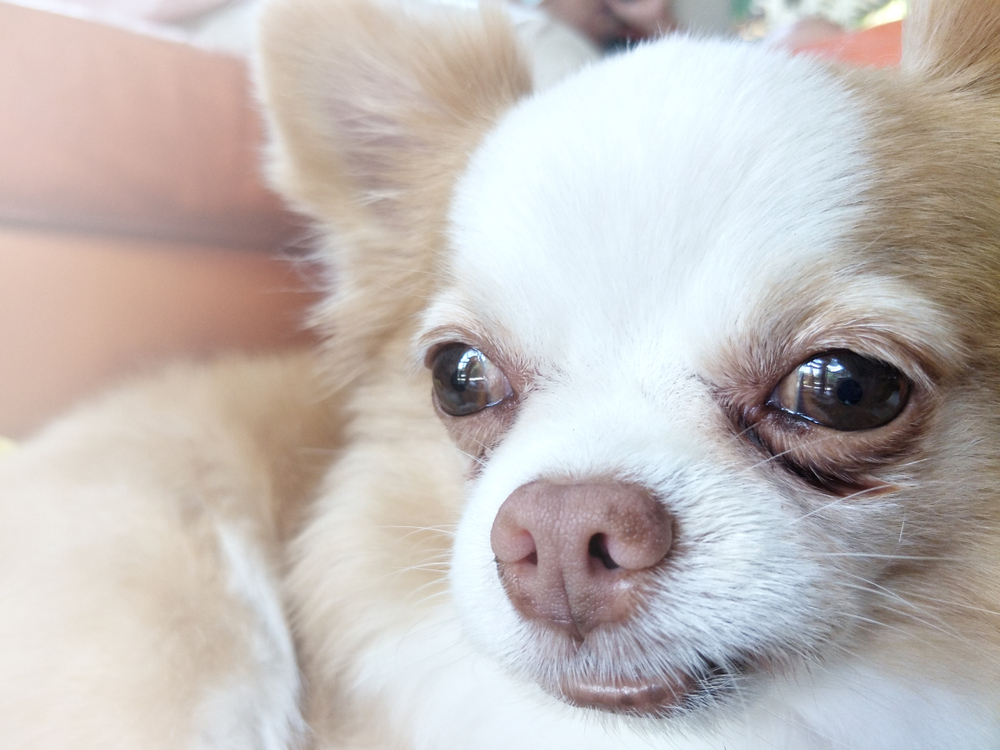 Understanding your chihuahua’s season