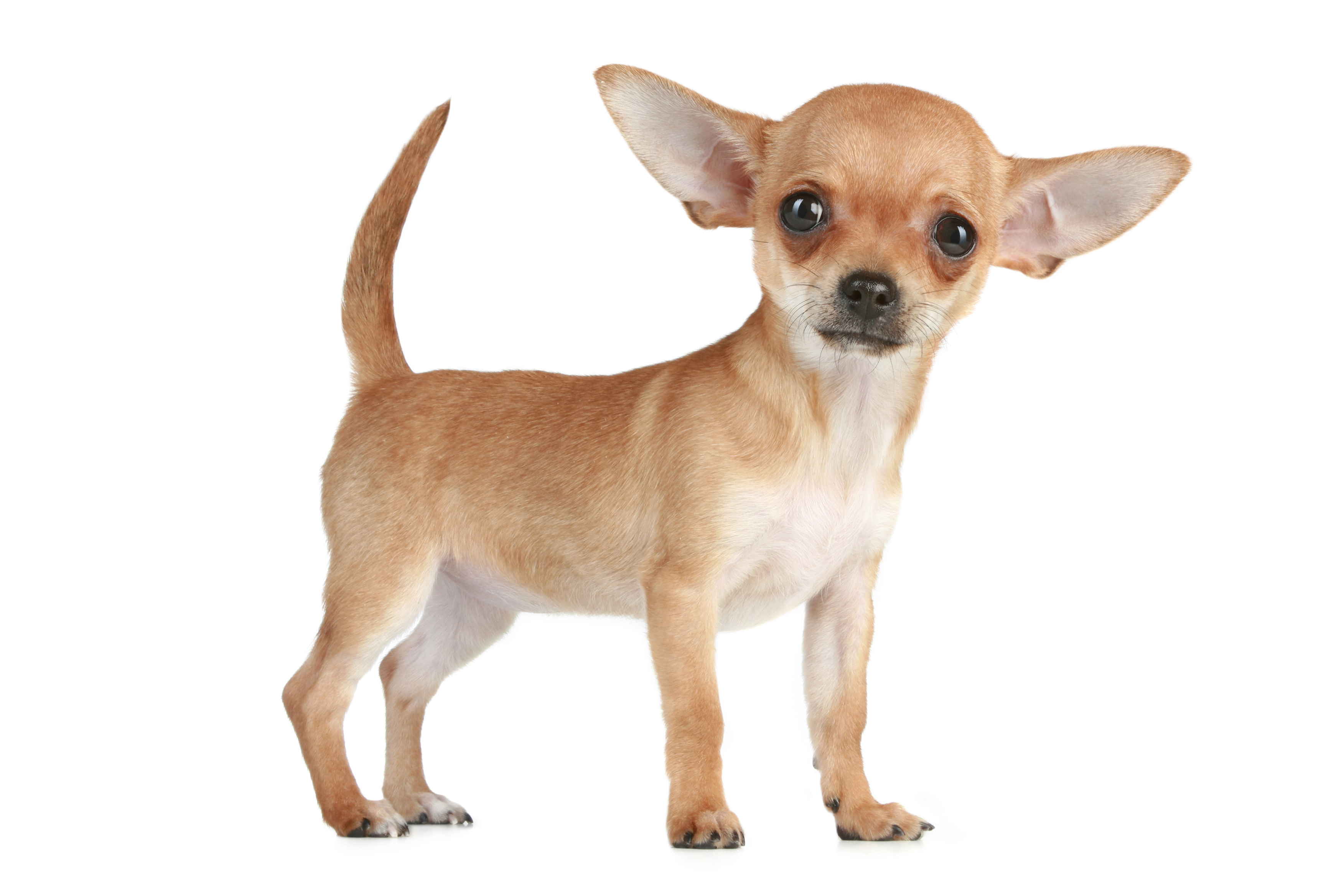 All The Better Hear You With: Chihuahua Ear Health