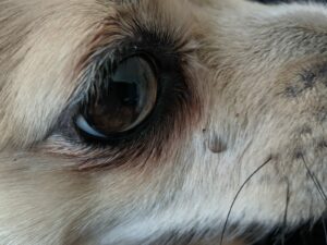 Tick on Minnies nost