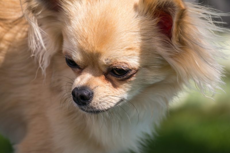 the-eyes-have-it-common-eye-problems-in-chihuahuas