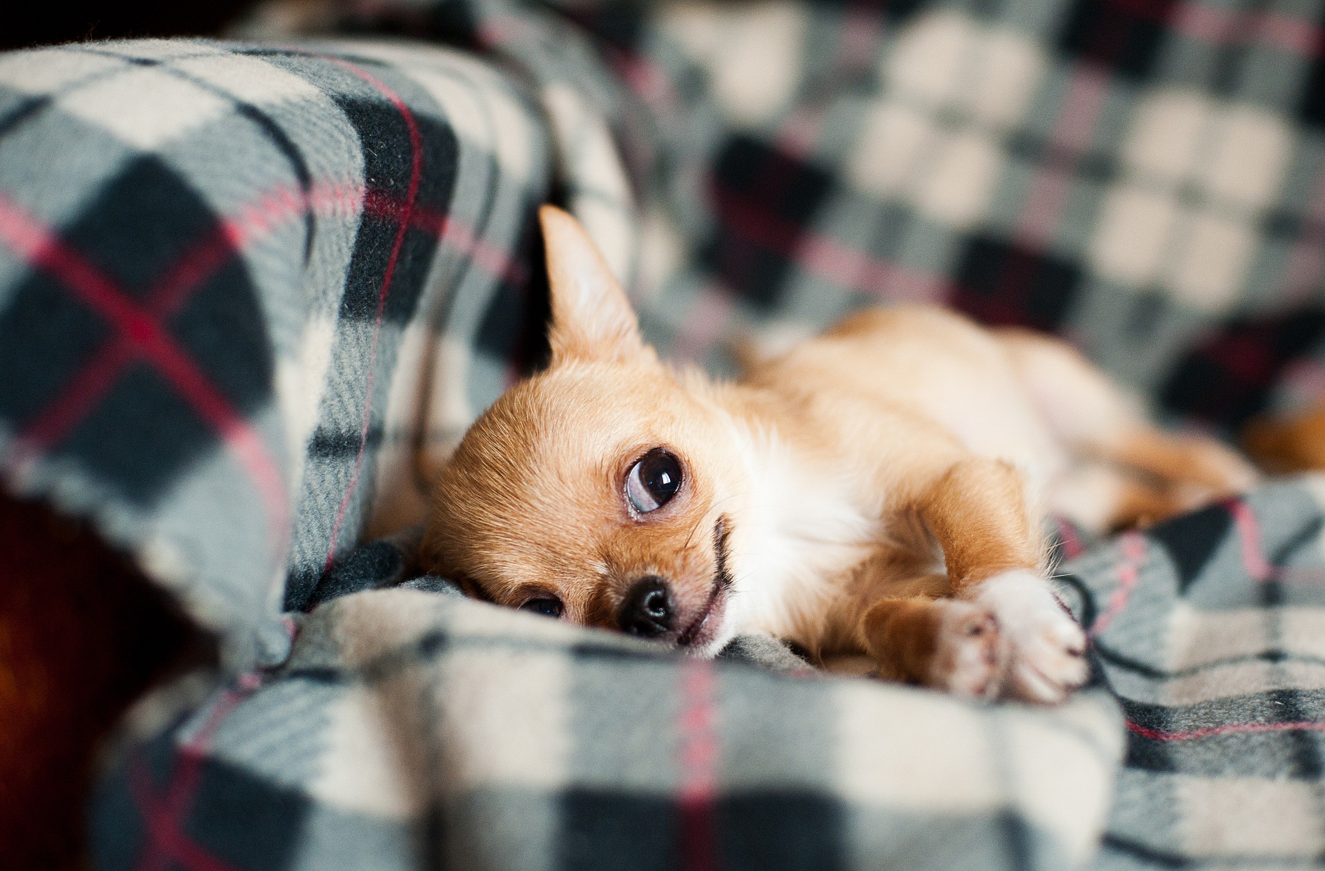 Your tiny chihuahua: Health problems to watch out for