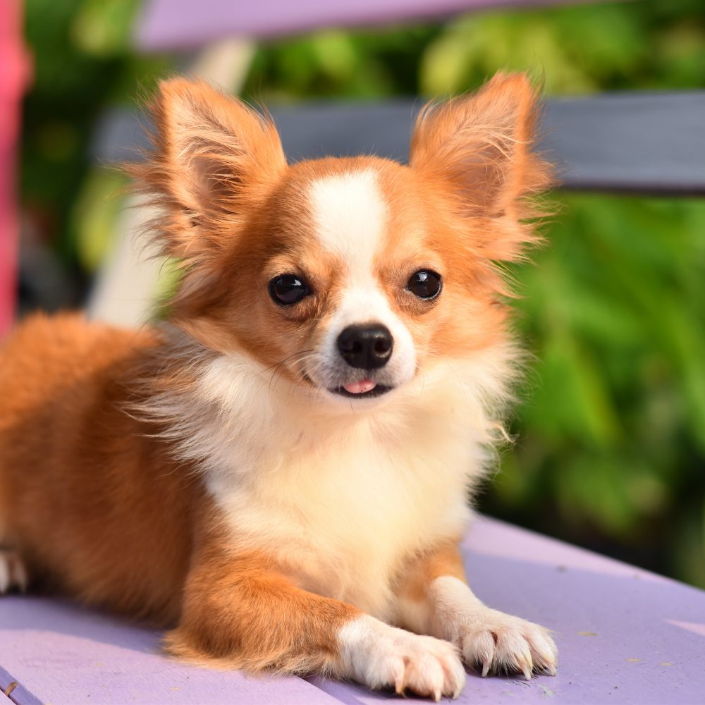 Does your Chihuahua Have Celebrity Syndrome? Guest Post by Nigel Reed