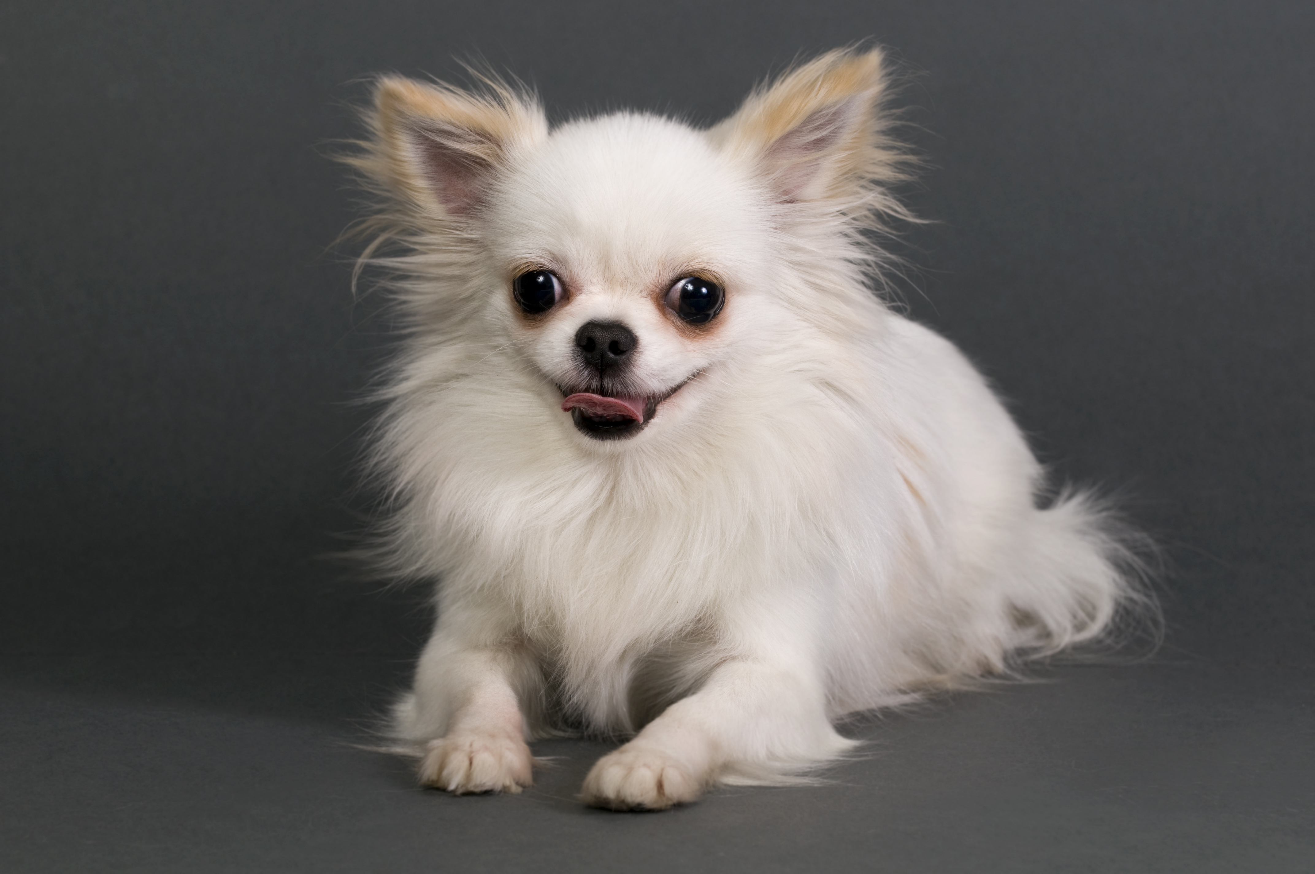 Long Hair Chihuahua Photos Download JPG, PNG, GIF, RAW, TIFF, PSD, PDF and Watch Online