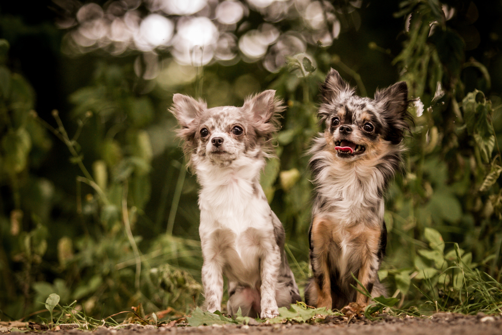 Blue Merle Long Haired Teacup Chihuahua - wide 3