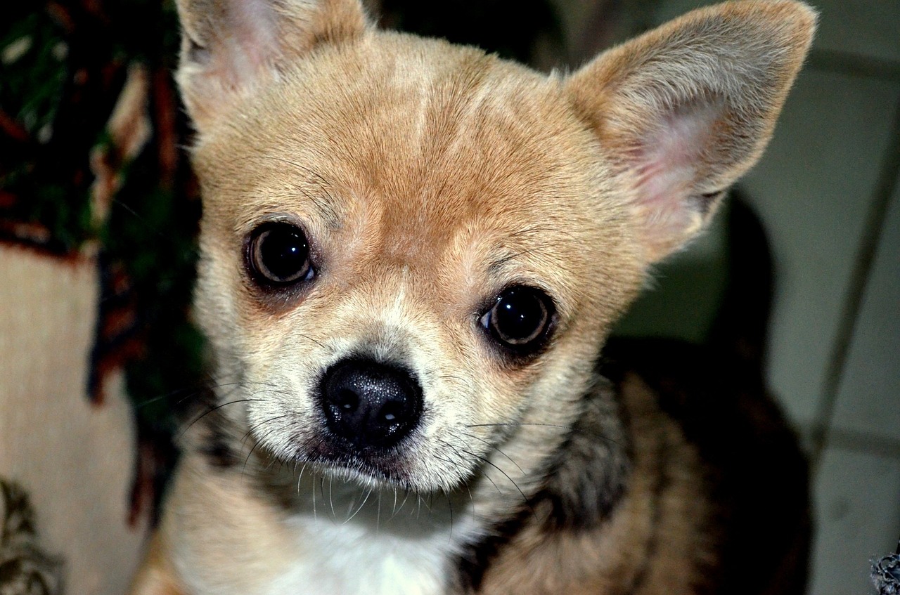 How to Adopt a Chihuahua What you need to know