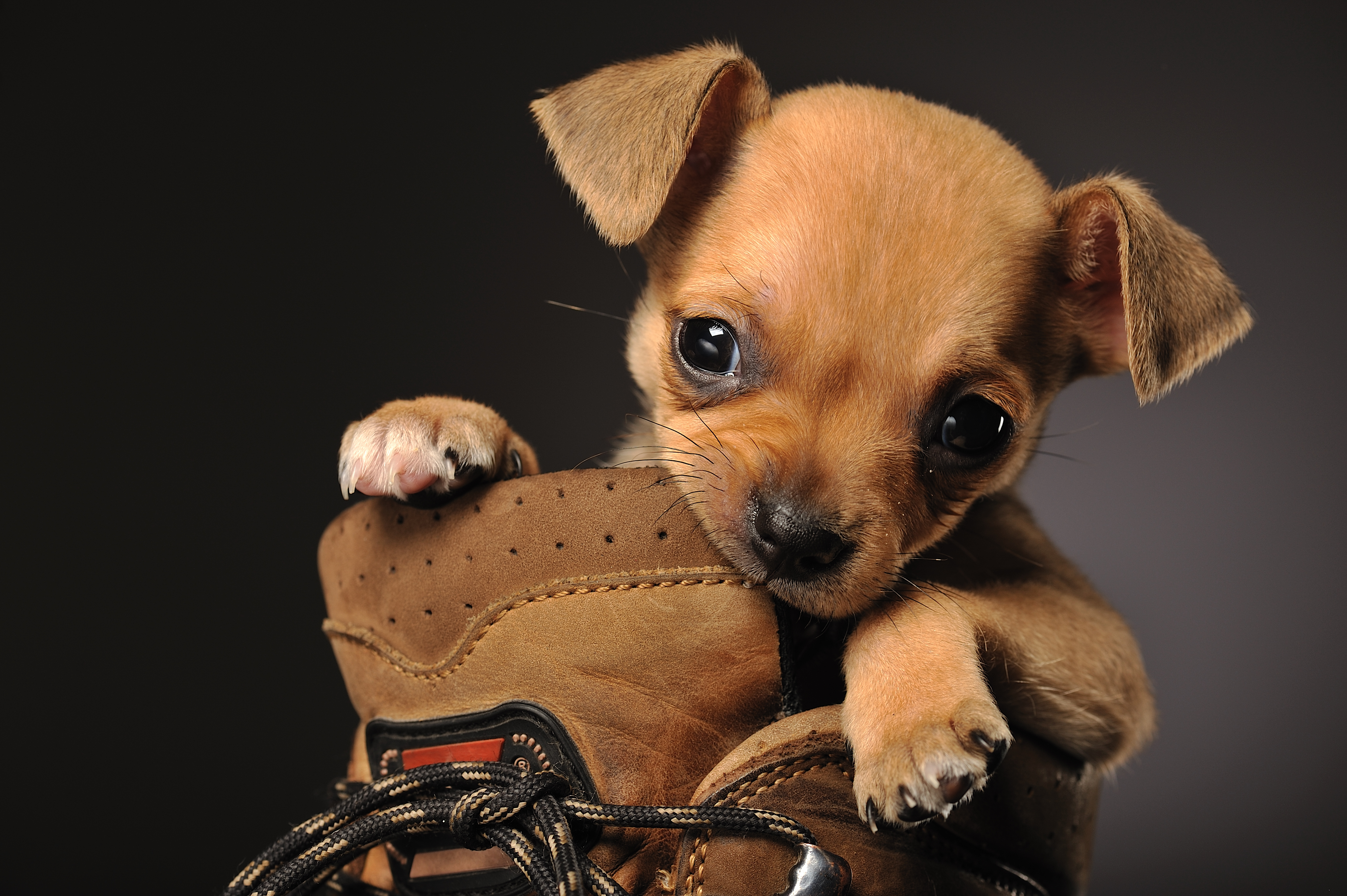 Easy ways to entertain your chihuahua