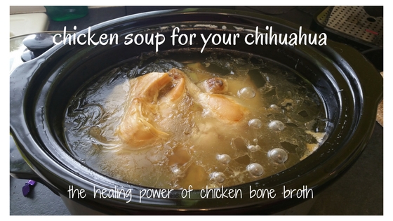 Chicken bone broth healing recipe for your chihuahua