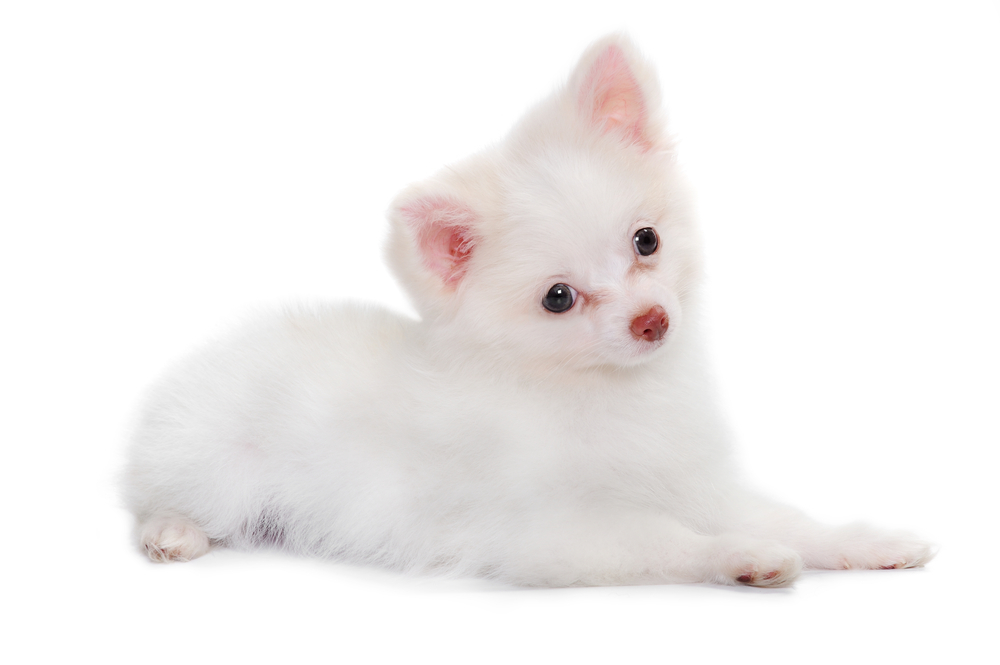 Albino chihuahuas; It’s not as clear as you think!