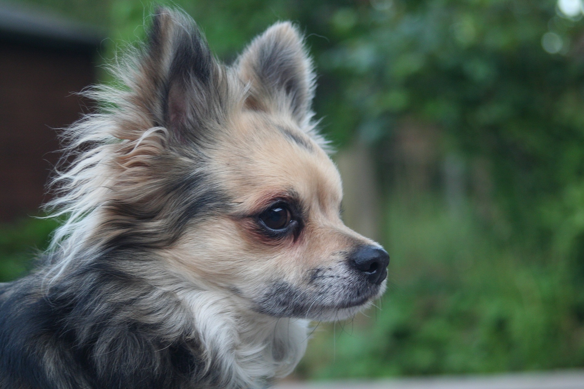 Luxating patella & your chihuahua! What you need to know.