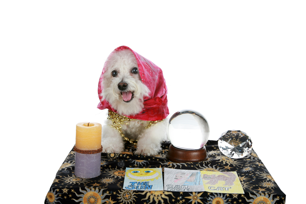 10 Old wives tales about dogs. Are they true or false?
