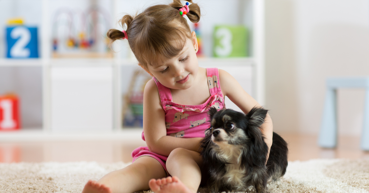 Chihuahuas and Children: Can they get along?