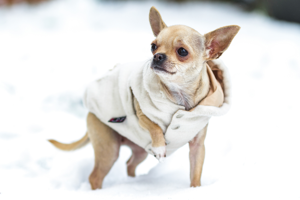 Winter Ready Chihuahua.