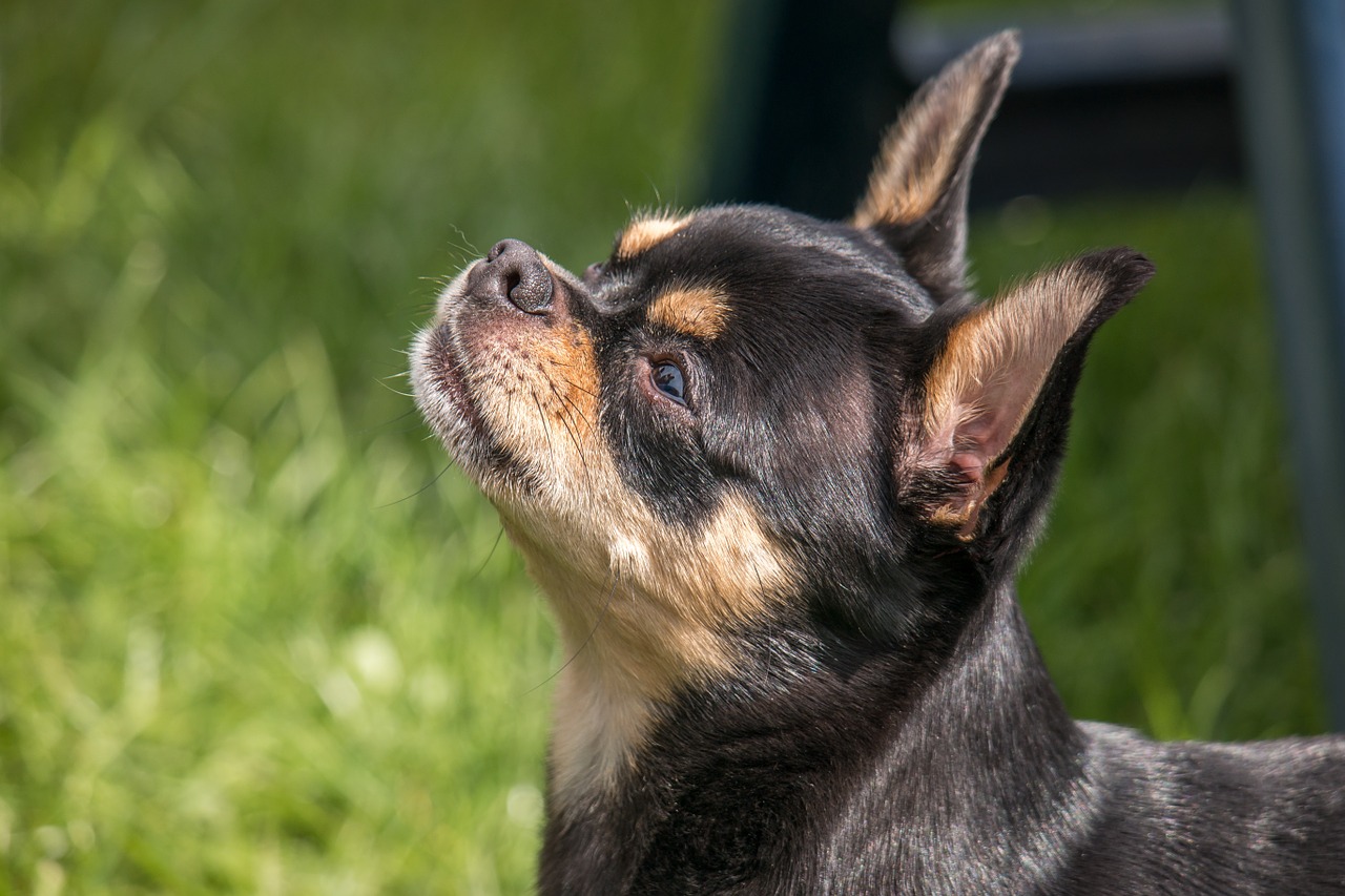 Why adopting a senior chihuahua might be right for you