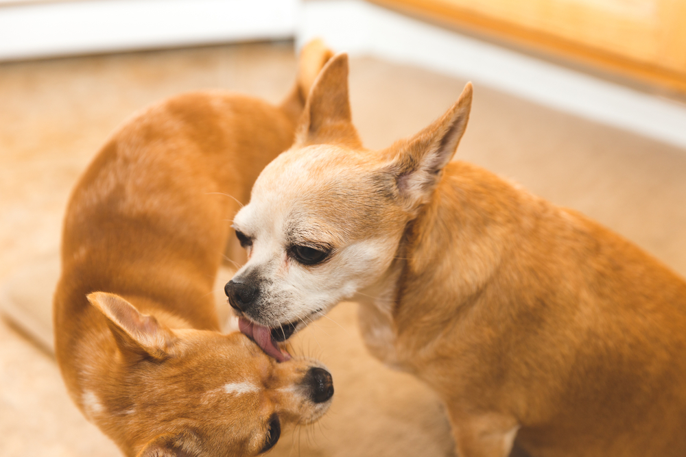 Has your chihuahua got you licked?