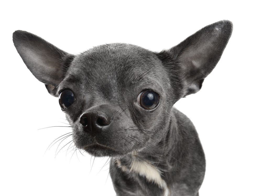 Are spot on flea treatments bad for your chihuahua?