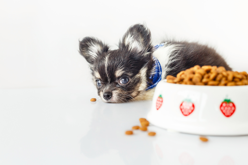 Why you must stop feeding grain & carbohydrate to your chihuahua!