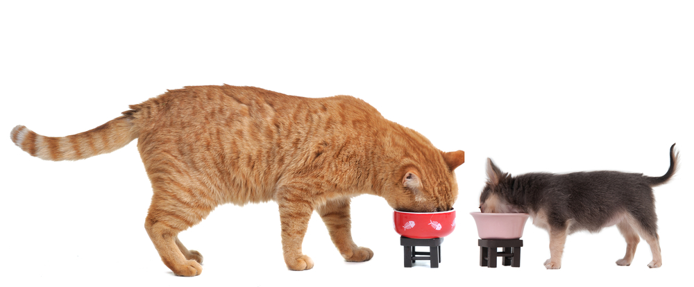 Does it matter if my dog eats cat food?