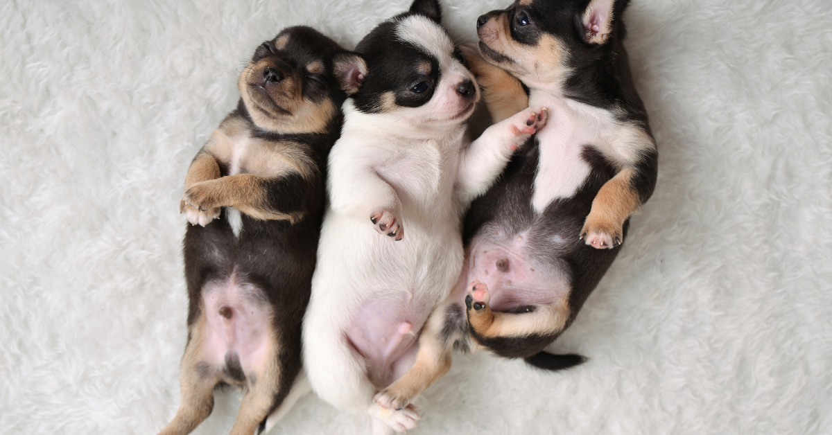 9 things you must do with your chihuahua puppy from the off!