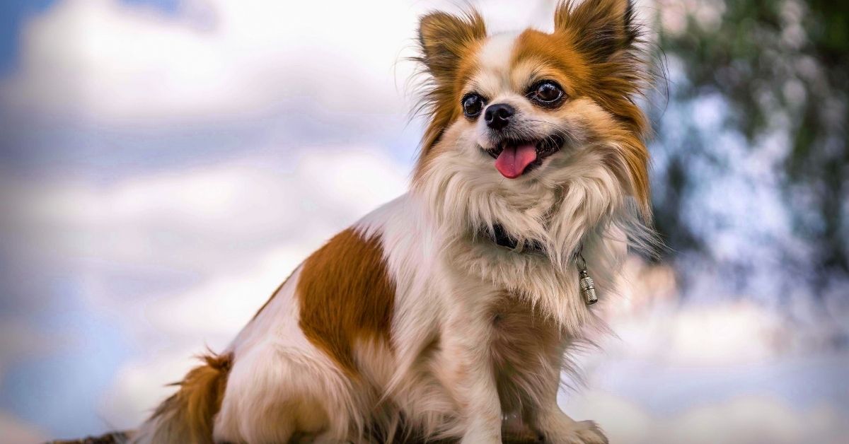 Your chihuahua’s nose is amazing!