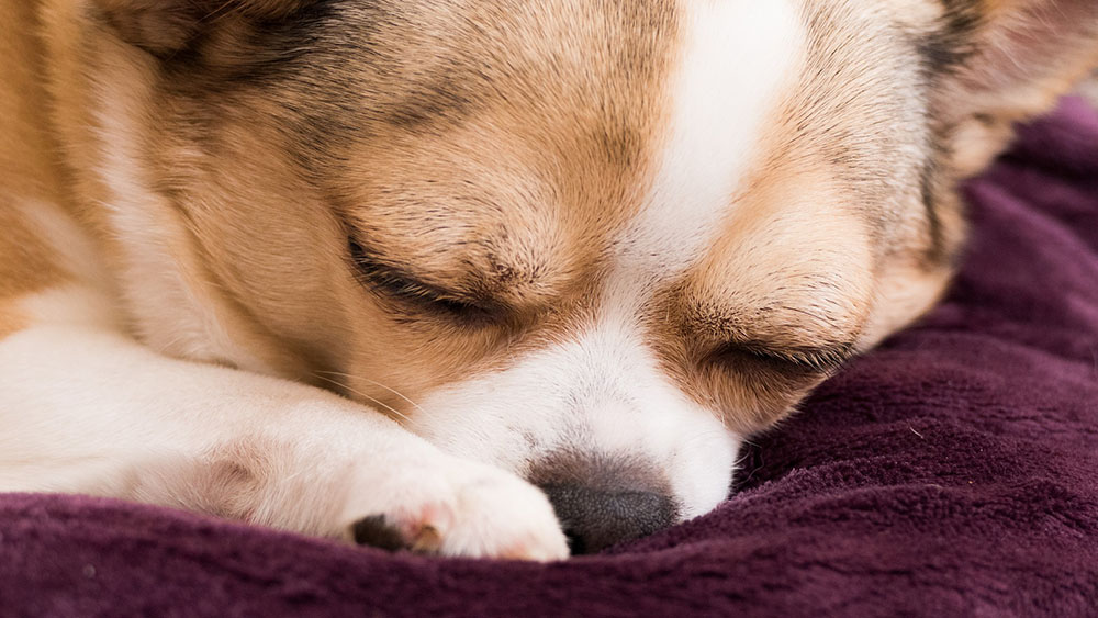 How much should your chihuahua sleep?