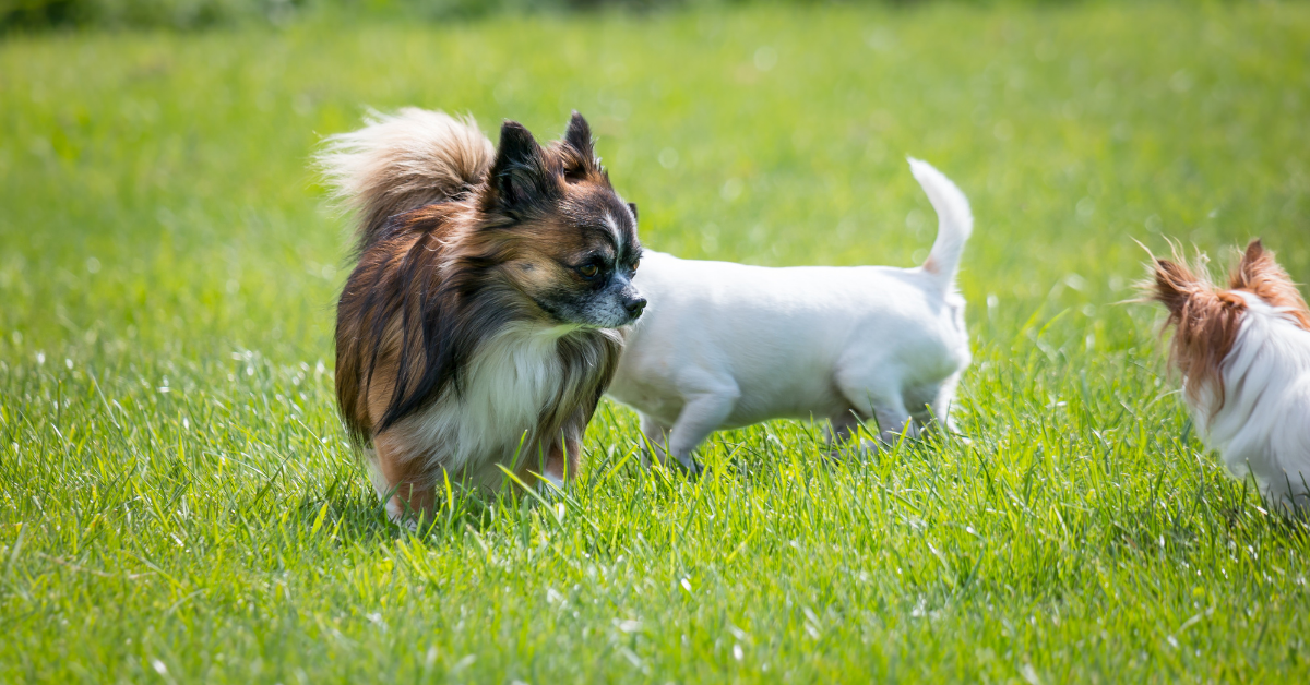 How to give CPR (rescue breaths) to your chihuahua Chihuahua School by ...