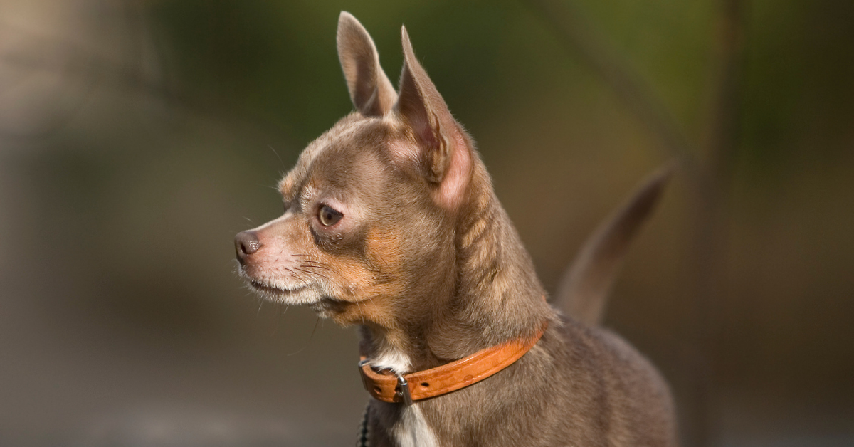 Can my chihuahua catch cold or flu from me?