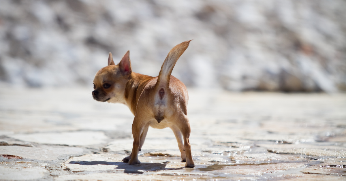 Sooth your chihuahua’s upset tummy and diarrhoea