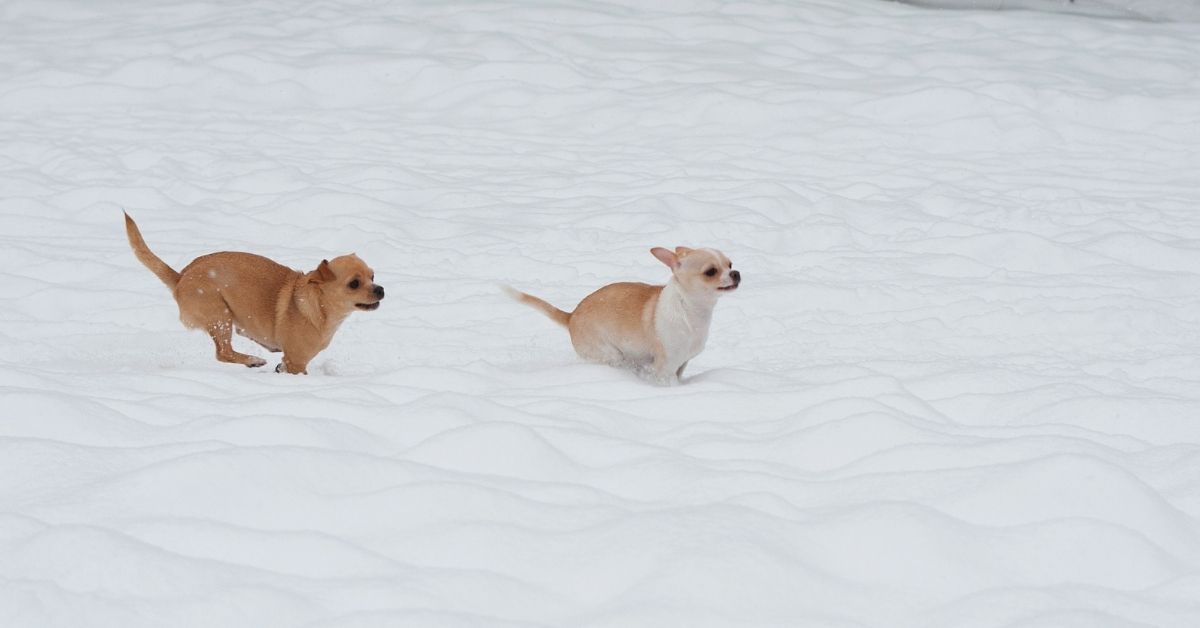 Preventing heart disease in chihuahuas