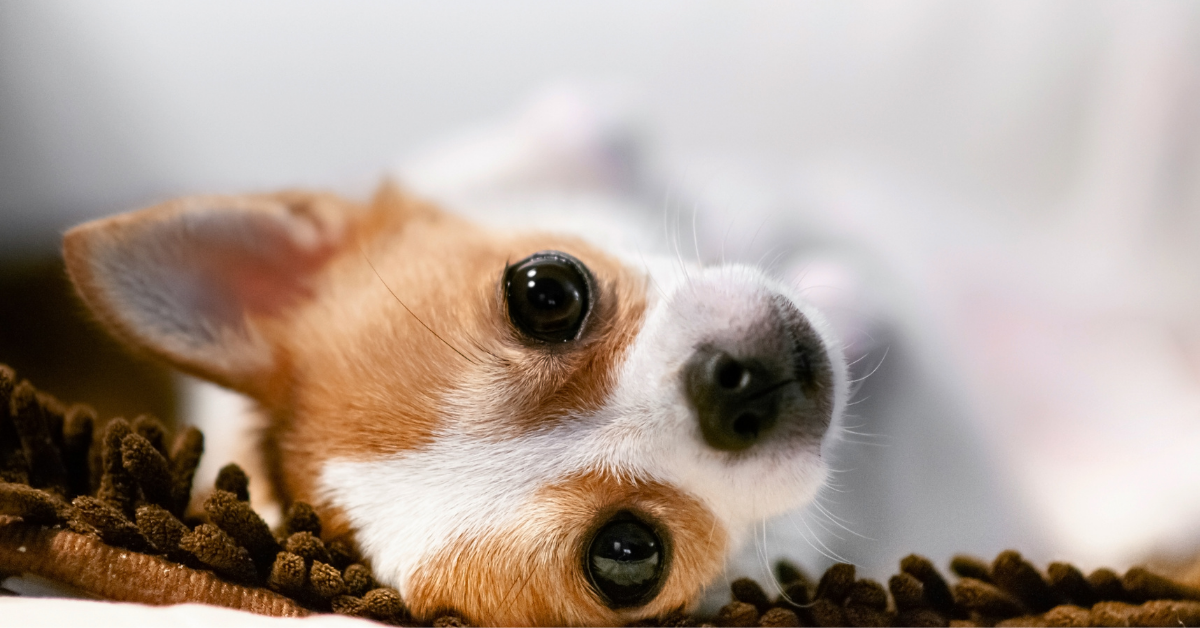 How to get a calm chihuahua