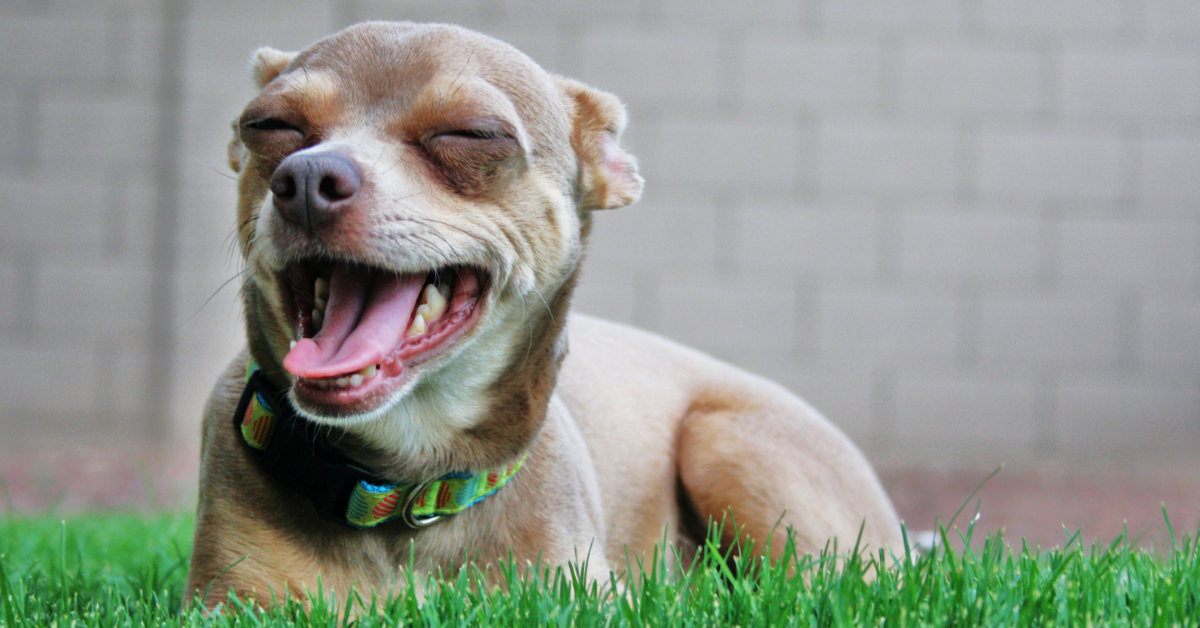 How to Clean your chihuahua’s teeth without brushing