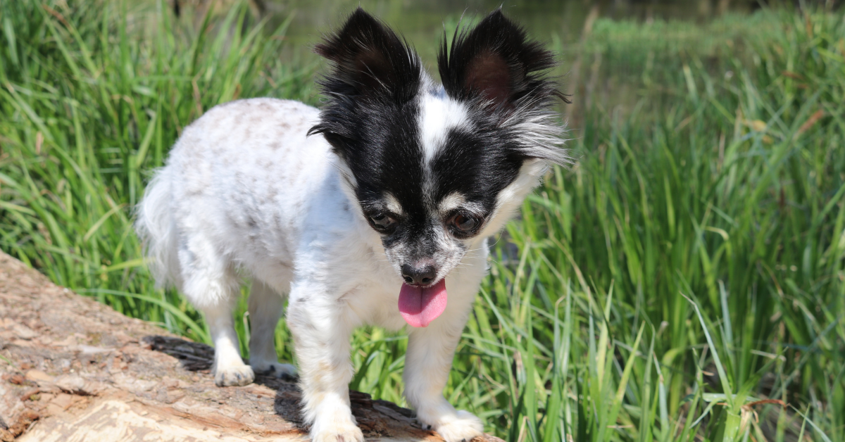 How Smart Is Your Chihuahua Compared To Other Dogs Chihuahua School