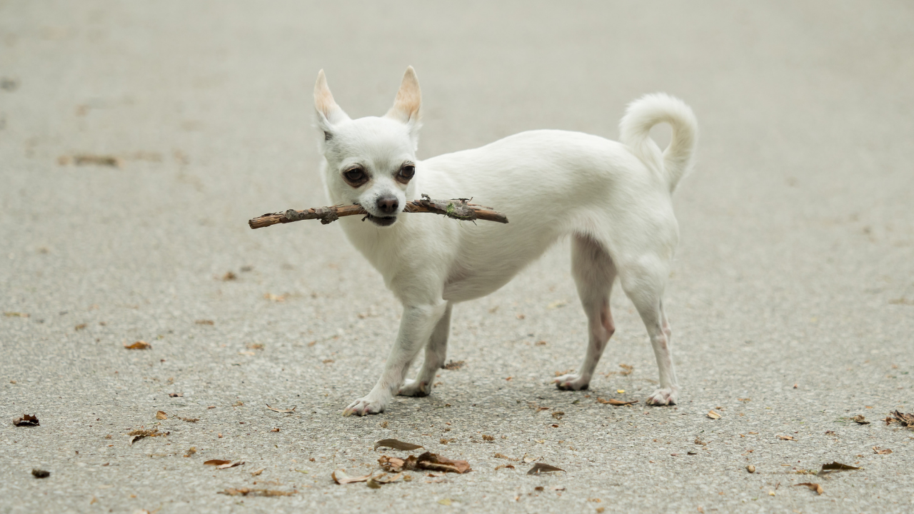 Tear stains in chihuahuas and how to deal with them?