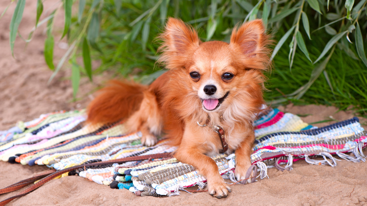 Is your chihuahua ‘action-prompting’ you?