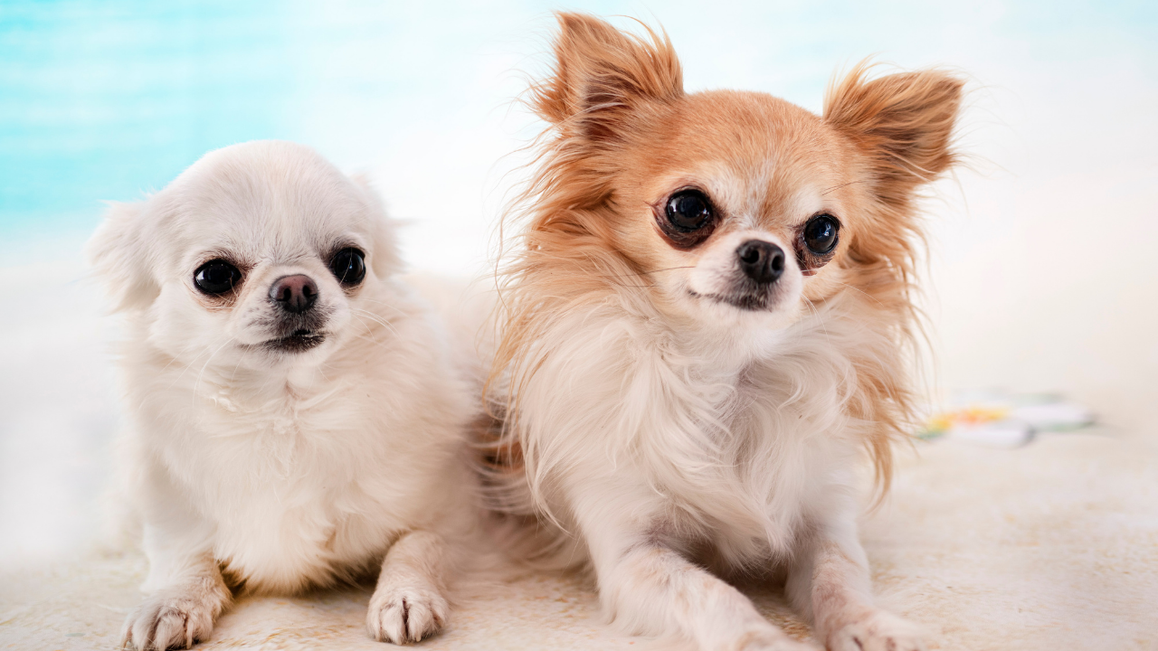 5 Household products that can make your chihuahua itch.
