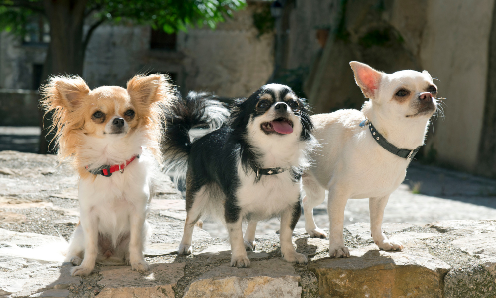 No need for senior decline in chihuahuas