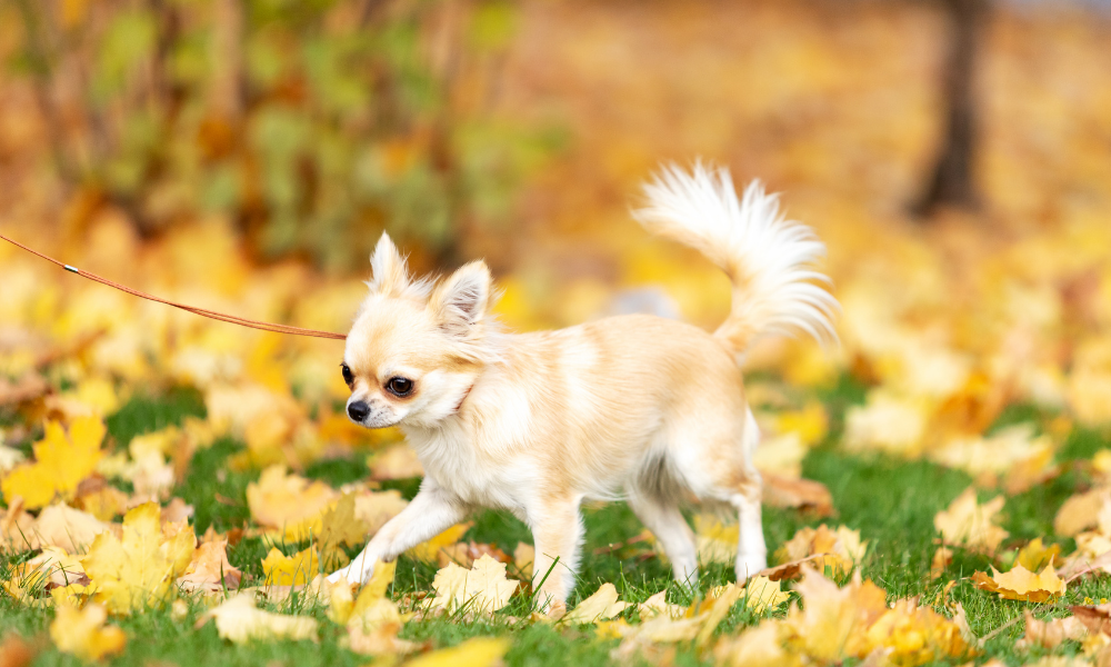 Can a chihuahua be a service dog?