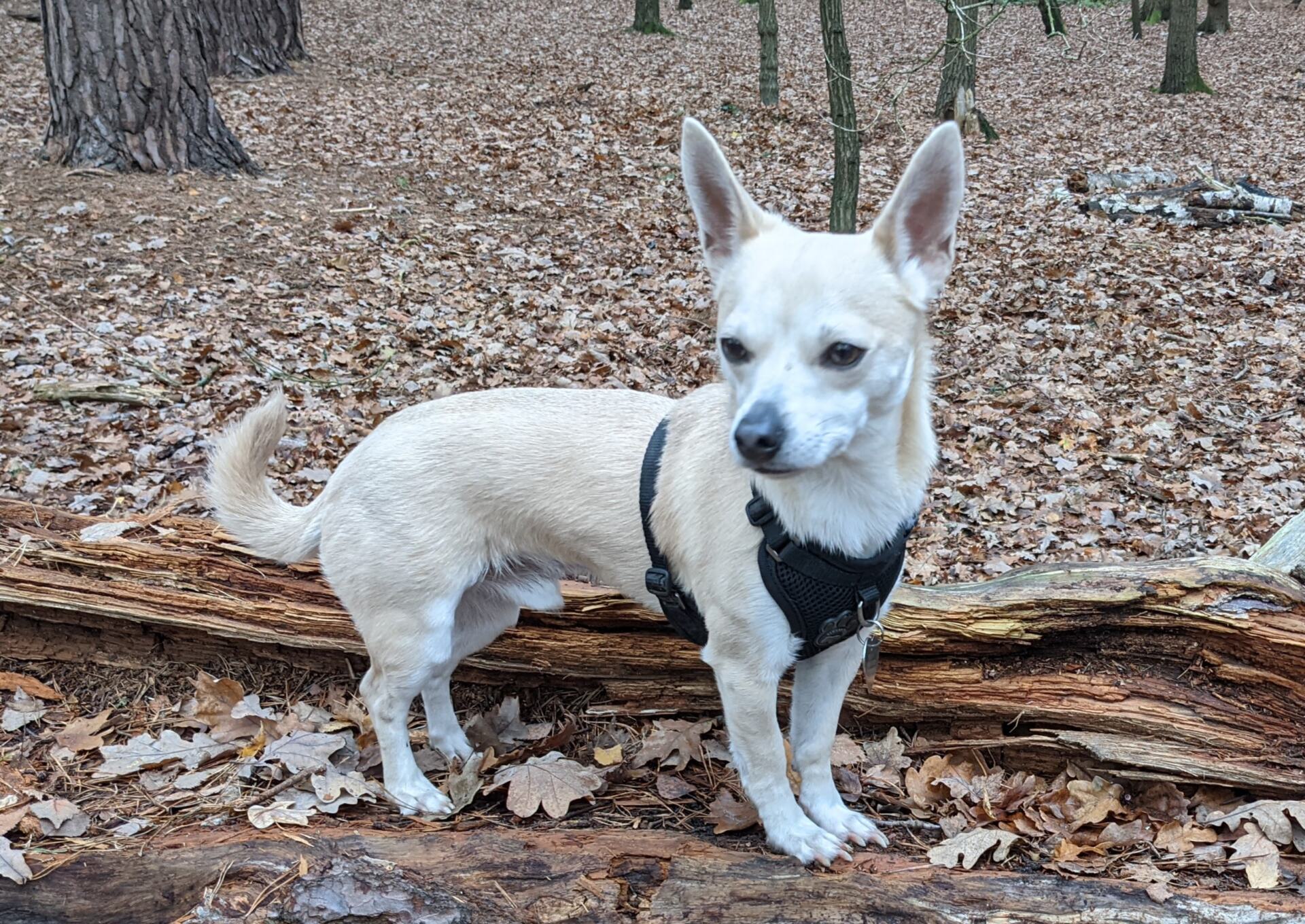 Get stress-free walks with your chihuahua