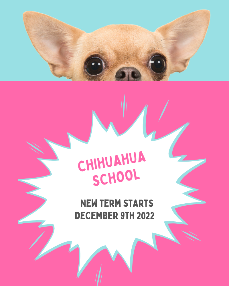 What is Chihuahua School?