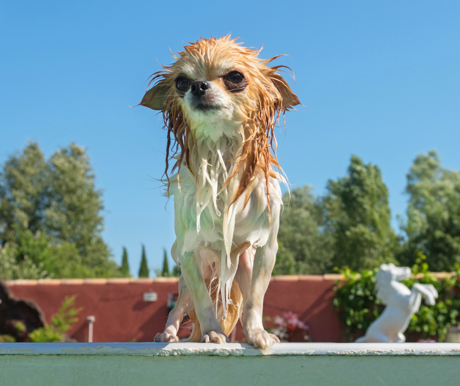How often should you bath your chihuahua?