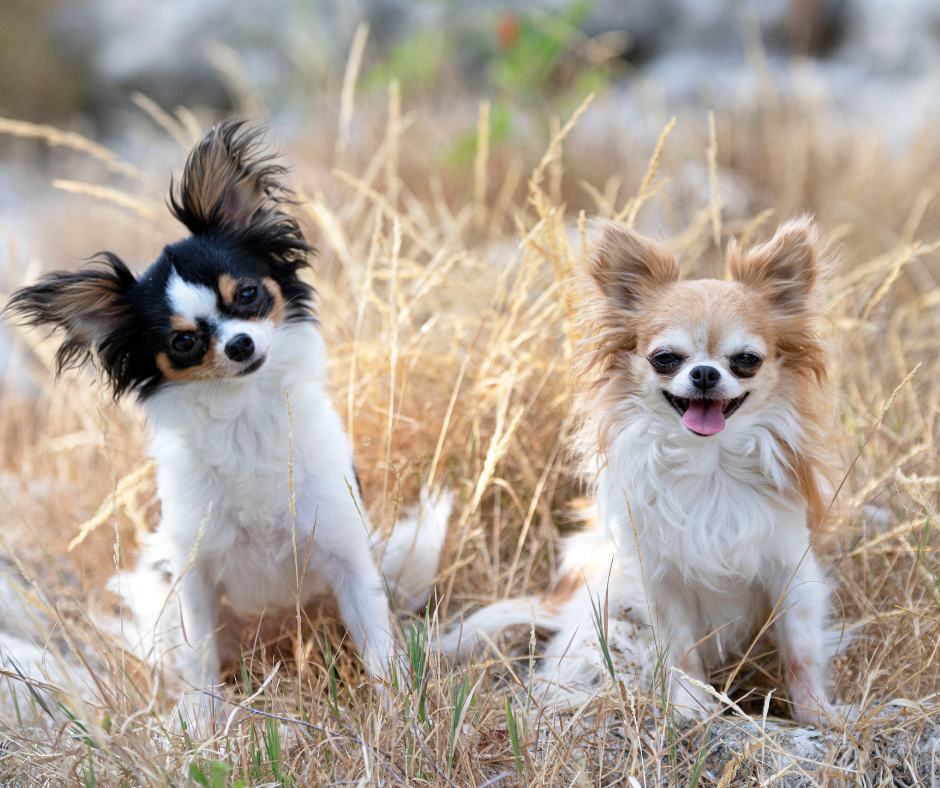 How Chihuahua Training Games Teach New Behaviours